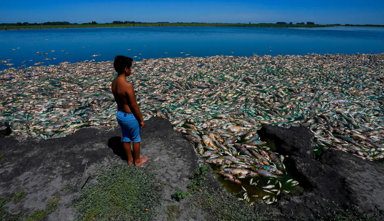 Seorang anak laki-laki bernama Angel menyaksikan ikan mati menumpuk di tepi Sungai Salado tempat dia pergi bersama ayahnya untuk memancing di Provinsi Buenos Aires, Argentina, 22 Januari 2023. (AP Photo/Natacha Pisarenko)