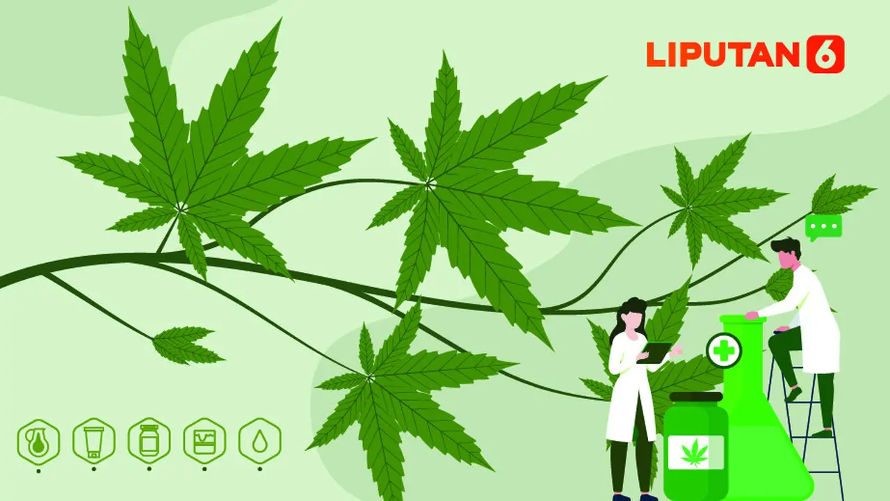 Banner Infografis Regulasi Ganja Medis Sebentar Lagi Keluar, Dorong Fatwa MUI, Upaya dan Jeritan Hati
