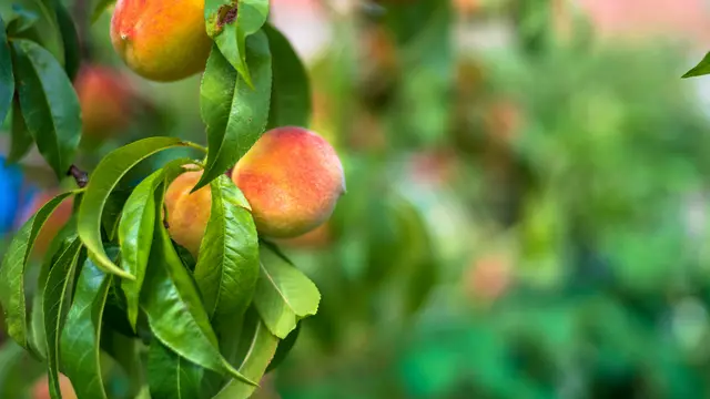 Pohon Buah Persik/Photo by Joanna Stołowicz on Unsplash