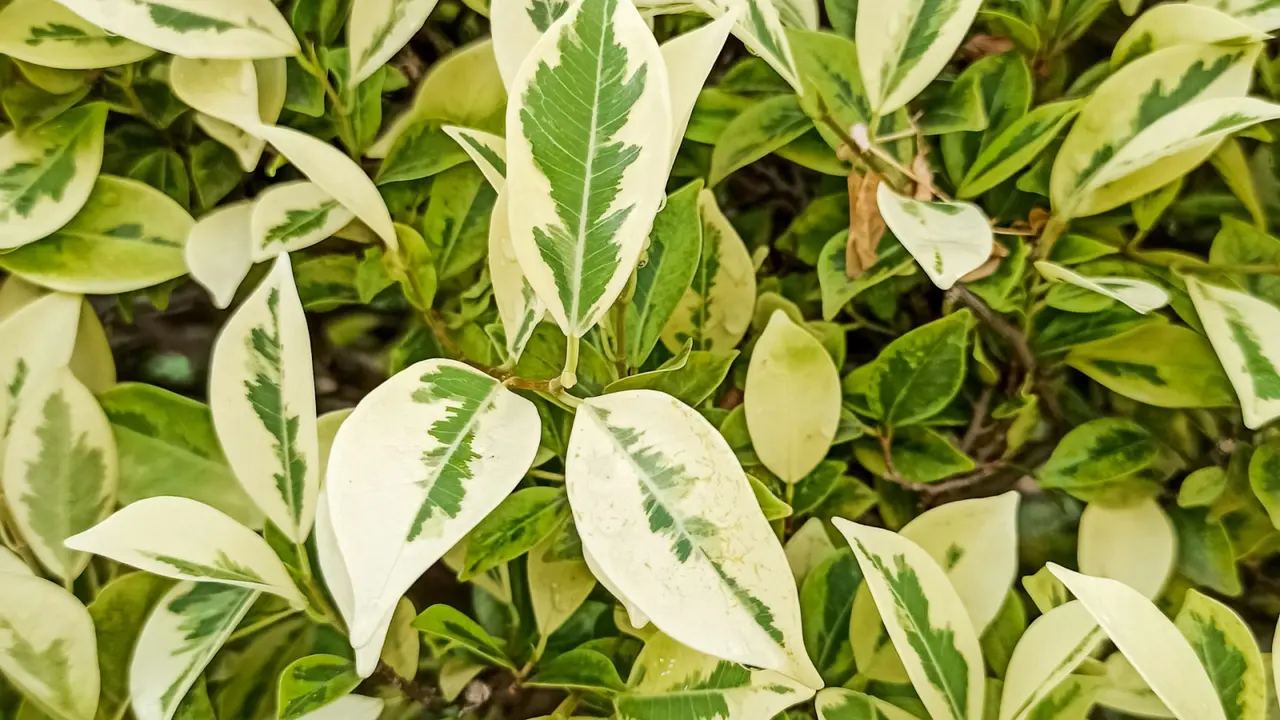 Ilustrasi tanaman ficus benjamina