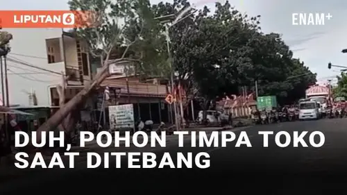 VIDEO: Salah Perhitungan, Pohon Timpa Toko Saat Ditebang