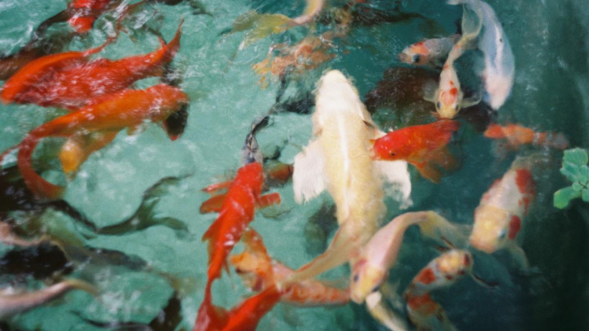 Arti Mimpi Ikan yang Menjadi Pertanda Baik untuk Kamu