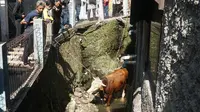 Seekor sapi kurban di RW 21, Kelurahan Sadang Serang, Kecamatan Coblong, Kota Bandung, masuk ke dalam parit, Jumat (31/7/2020). (Liputan6.com/Huyogo Simbolon)