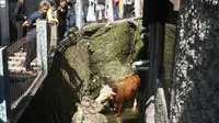 Detik-Detik Sapi Kurban di Bandung Dievakuasi Damkar dari Parit 