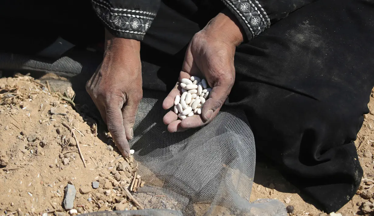 Diketahui, beberapa palet yang dijatuhkan melalui udara awal pekan ini telah jatuh ke laut. Bahkan, setidaknya ada satu palet yang dijatuhkan mengenai dan menewaskan warga Palestina di Gaza. (Eyad BABA/AFP)