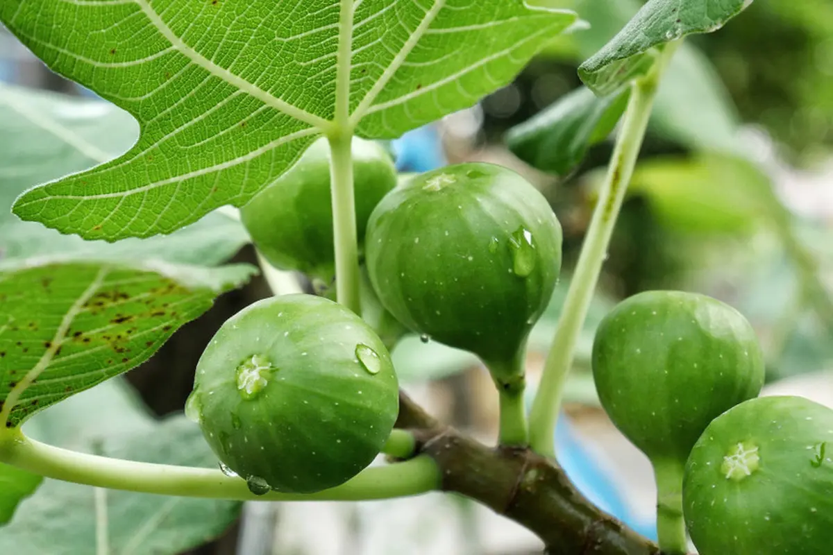 buah tin-kezo