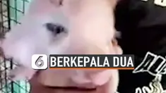 BABI MUTAN