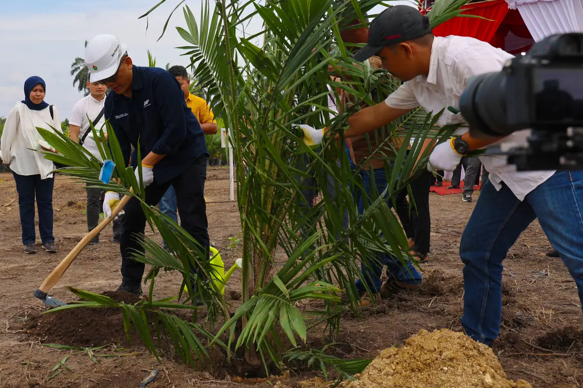 Direktur Utama PT Perkebunan Nusantara IV PalmCo melakukan peremajaan sawit milik petani di Kabupaten Kampar.