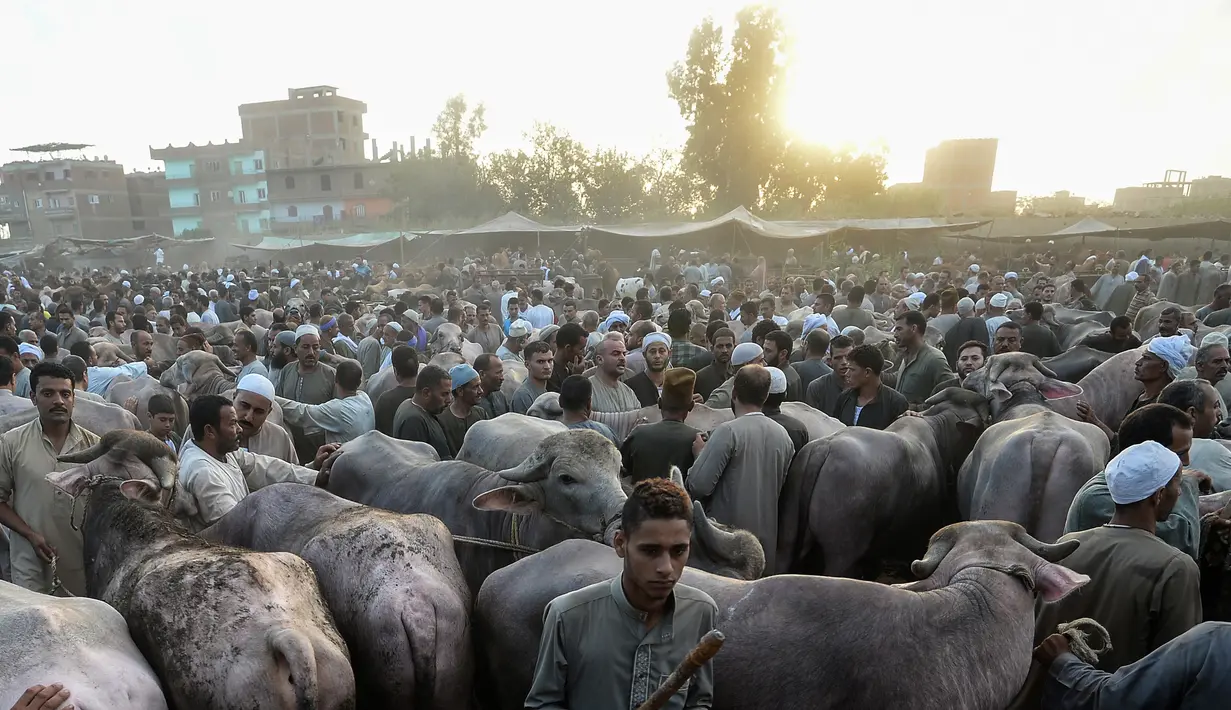 Aktivitas pedagang ternak dan pembeli menjelang Idul Adha di pasar Ashmun, Mesir, Rabu (15/8). Umat Islam di seluruh dunia akan merayakan Hari Raya Idul Adha yang identik dengan tradisi berkurban. (AFP/Mohamed el-Shahed)