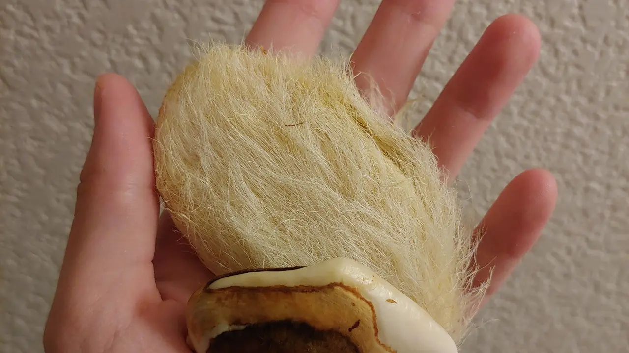 Anak muda di China memiliki tren hobi baru yaitu memelihara biji mangga yang ditumbuhkan rambutnya. (Twitter/@breadibaggu)