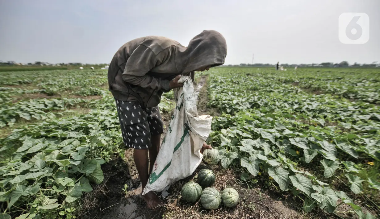 Petani saat memasukkan blewah ke dalam karung di kawasan Babelan, Kabupaten Bekasi, Minggu (18/4/2021). Hampir seluruh petani buah dan sayur di kawasan ini beralih menanam blewah saat bulan Ramadhan karena dinilai sangat menguntungkan.  (merdeka.com/Iqbal S. Nugroho)
