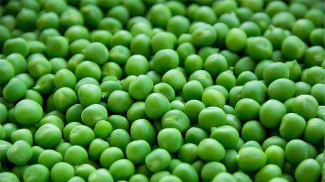 Ilustrasi Kacang Polong