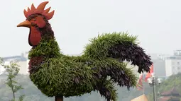 Dalam rangka menyambut perayaan Imlek, salah satu taman di Hanoi membuat tanaman hias berbentuk ayam, Vietnam, Rabu (25/1). Imlek tahun 2017 dikenal dengan tahun Ayam dalam penanggalan China. (AFP PHOTO / Hoang DINH NAM)