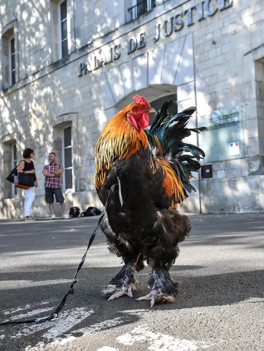 Seekor ayam jantan berdiri di luar pengadilan tinggi (Tribunal de Grande Instance) di Rochefort, Prancis barat, Kamis (4/7/2019). Ayam tersebut dituduh menghasilkan polusi suara oleh sepasang pensiunan yang memiliki rumah liburan di sebuah desa di Perancis. (Photo by XAVIER LEOTY / AFP)