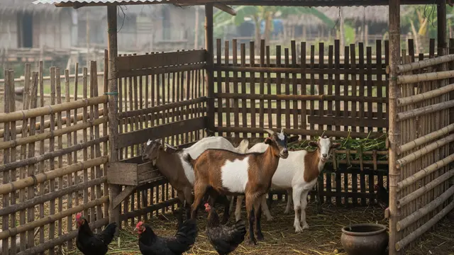 Kesalahan Peternak Pemula yang Paling Sering Terjadi. AI