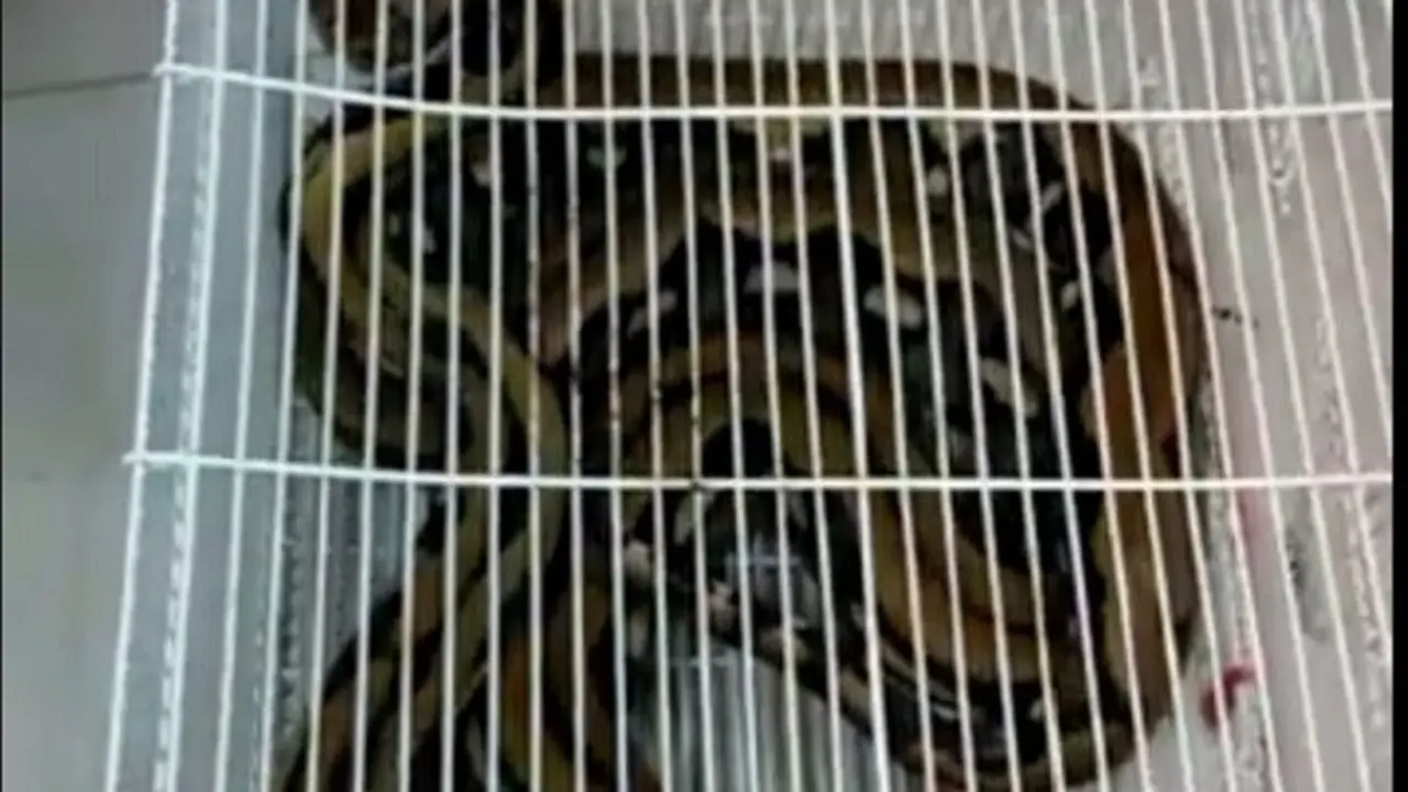 Ular Sanca Jalan-Jalan di Dalam Gerbong Kereta Api, Milik Siapa?