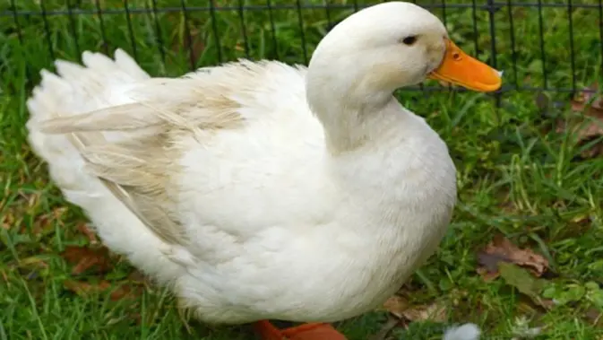 Kisah Unik Persahabatan Seekor Anjing Dan Seekor Bebek Lifestyle Fimela Com