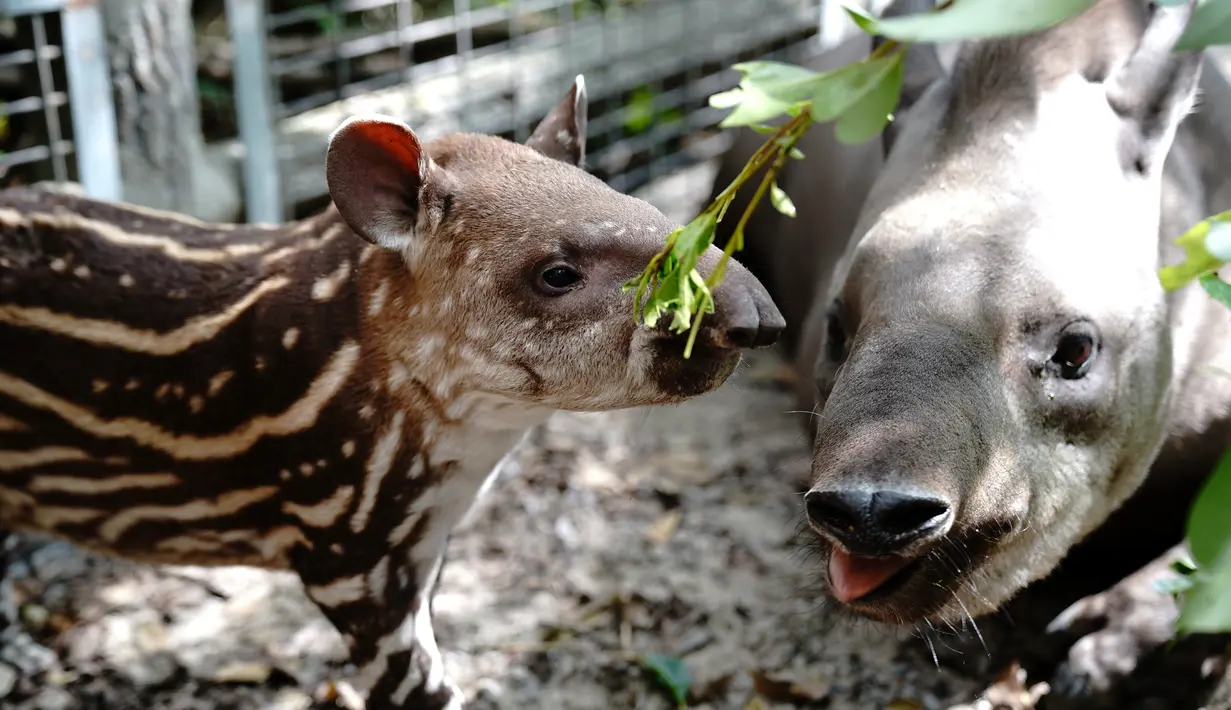 Seekor tapir Amerika Selatan betina terlihat bersama bayinya di Kebun Binatang Shanghai di Shanghai, China timur (9/10/2020). Bayi tapir itu lahir pada 8 September di kebun binatang tersebut. (Xinhua/Zhang Jiansong)