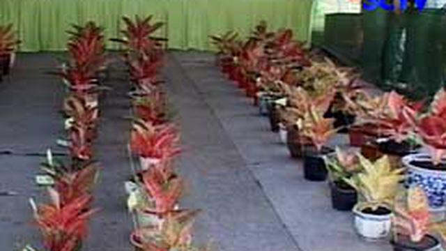 Contoh Soal Pilihan Ganda Tentang Tanaman  Hias  Contoh 