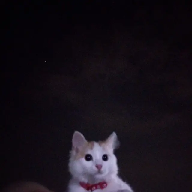 6 Potret Kucing Nyantai di Atap Rumah, Sering Dikira Hilang karena Enggak Pulang