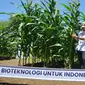 Karyawan menunjukkan pohon jagung bioteknologi unggul berkualitas yang baru pertama di Indonesia, dengan keunggulan ganda di sela acara Penas KTNA XVI di Padang, Sumatera Barat (10/6/2023). (Liputan6.com)