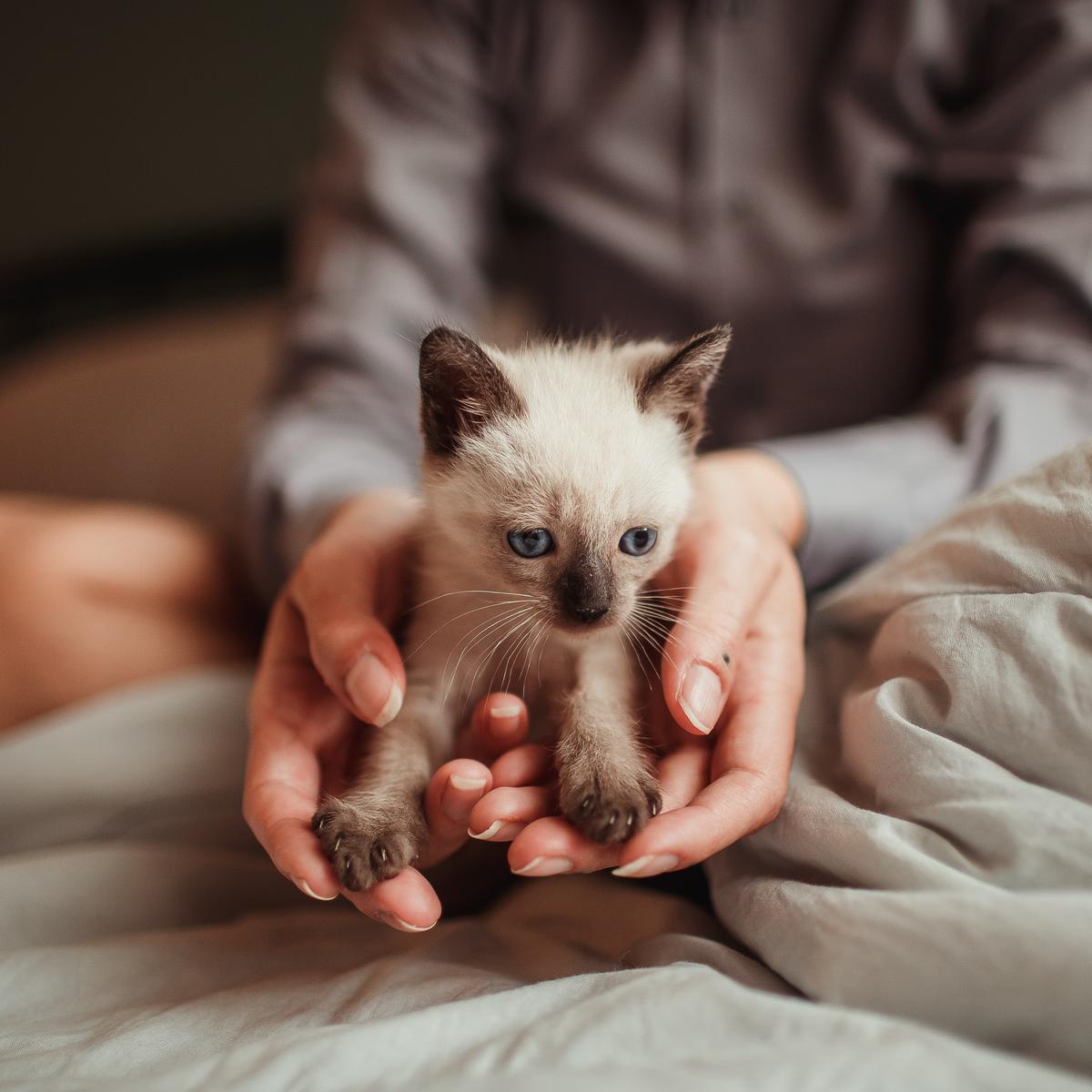 Cara merawat kucing kecil tanpa induk