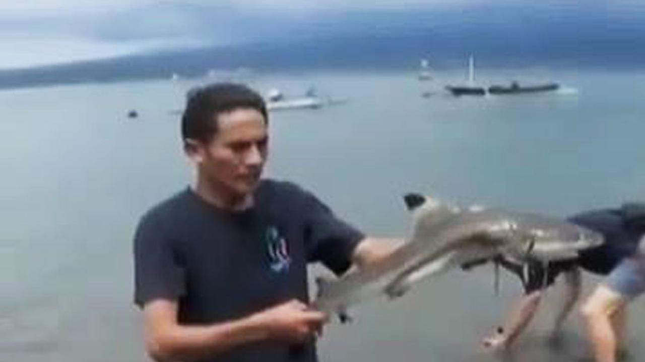  Pelepasan Hiu Sirip Hitam