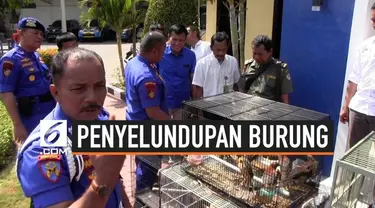 Ditpolair Polda Jatim menangkap 4 ABK KM Senja Persada di Pelabuhan Kalimas, Tanjung Perak, Surabaya. Mereka ditangkap karena menyelundupkan 146 burung langka asal Papua.