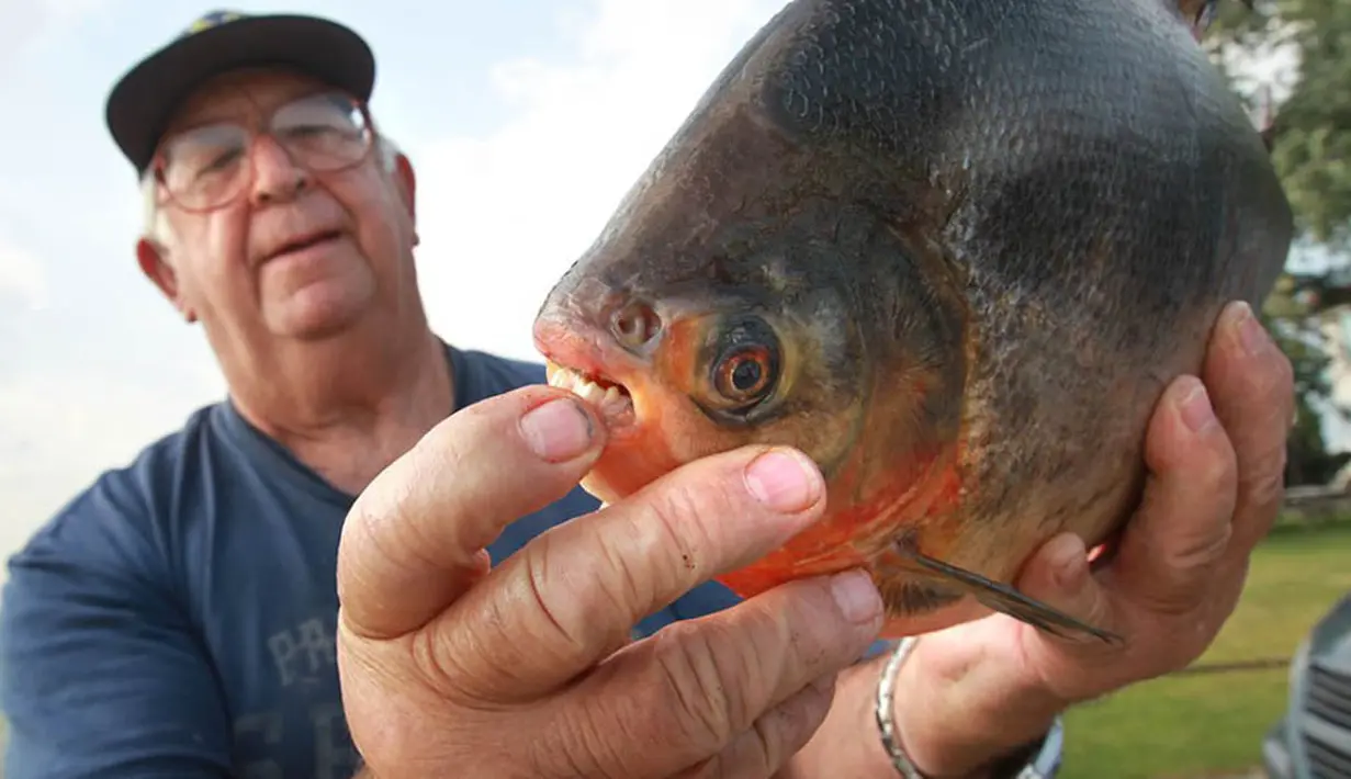 Pacu termasuk ikan yang legal dimiliki di Amerika Serikat dan bisa dibeli di toko-toko akuarium serta mudah dipelihara. (JASON KRYK/The Windsor Star)