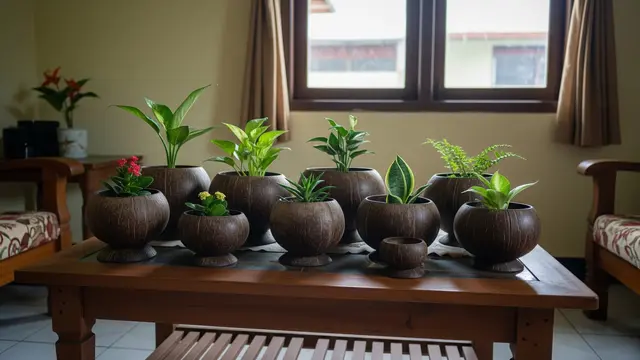 Menata Pot Batok Kelapa di Dalam Rumah