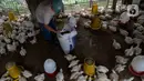 Pekerja memberi pakan ternak ayam potong yang sudah siap dijual di Kawasan Gunung Sindur, Kabupaten Bogor, Jawa Barat, Selasa (22/09/2020). Harga ayam potong di sana dijual Rp 24 ribu per kilogram, di mana saat masa pandemi harganya mengalami naik turun di pasaran. (merdeka.com/Dwi Narwoko)