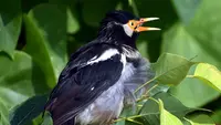 Tak Sekadar Hobi, Mengamati Burung Bisa Menyehatkan Otak