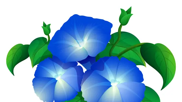 Ilustrasi tanaman morning glory