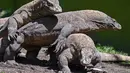 Beberapa ekor komodo terlihat di dalam kandang di Kebun Binatang Surabaya, Jawa Timur, pada Rabu 29 April 2026. (JUNI KRISWANTO/AFP)