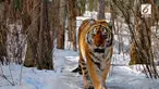 Harimau berusia 10 tahun ini ditemukan di rumah warga dalam kondisi menyedihkan. Tubuhnya kurus karena sakit gigi yang dideritanya.