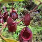 Kebun Raya Bogor (KRB) kini memiliki koleksi baru tanaman langka, yakni Nepenthes atau kantong semar. (Liputan6.com/Achmad Sudarno)