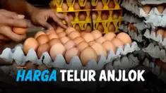 THUMBNAIL telur