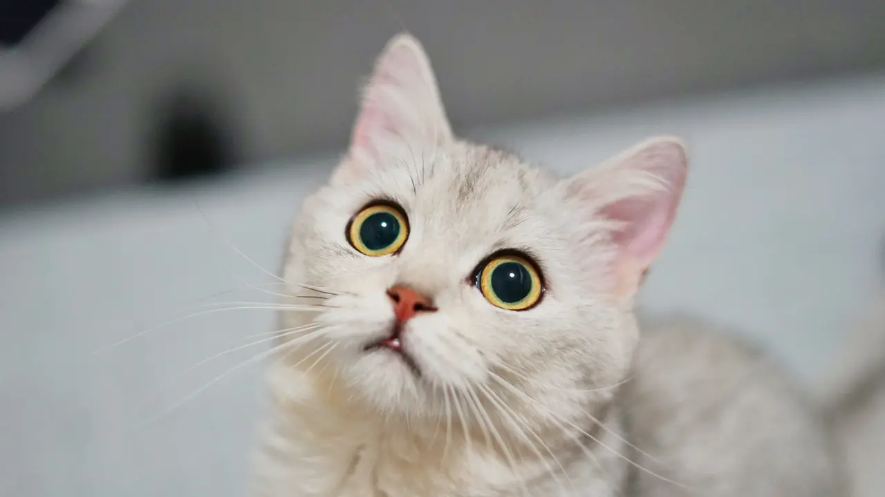 kucing
