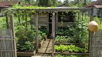 8 Ide Kebun Sayur dari Bekas Kandang Ayam Tidak Terpakai, Solusi Kreatif untuk Produktif