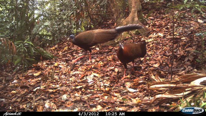 Dua ekor Burung Kuau Raja di Hutan Adat Guguk tertangkap kamera trap(Liputan6.com/http://hutanadatguguk.weebly.com)