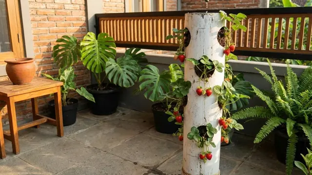 Kebun Buah Vertikal di Teras
