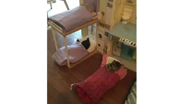 Potret 7 Kucing Rebahan Ini Bikin Geleng Kepala