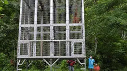 Orangutan bernama Keupok Rere dan Elaine berada dalam kandang saat akan dilepasliarkan di Cagar Alam Hutan Pinus Jantho, Aceh Besar, Selasa (18/6/2019). Kedua satwa dilindungi tersebut disita dari warga sekitar dua tahun lalu. (CHAIDEER MAHYUDDIN/AFP)