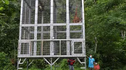 Orangutan bernama Keupok Rere dan Elaine berada dalam kandang saat akan dilepasliarkan di Cagar Alam Hutan Pinus Jantho, Aceh Besar, Selasa (18/6/2019). Kedua satwa dilindungi tersebut disita dari warga sekitar dua tahun lalu. (CHAIDEER MAHYUDDIN/AFP)
