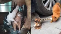 Potret nyeleneh kucing saat makan dan minum ini kocak (Sumber: Twitter/Catshealdeprsn)