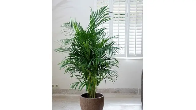 Areca Palm