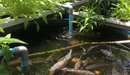 8 Ikan Air Tawar yang Cocok Dipelihara untuk Dapur Mandiri, Mudah Dirawat dan Cepat Panen