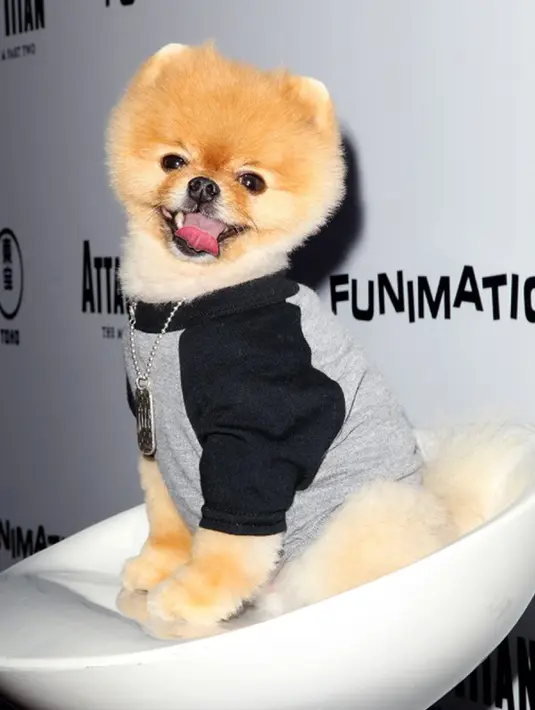 Zaman dahulu, orang-orang kuno mencampurkan madu dengan kotoran anjing/hyena yang telah menjadi putih karena paparan udara untuk menyembuhkan radang tenggorokan.  (Rachel Murray/Getty Images for FUNimation Entertainment/AFP)