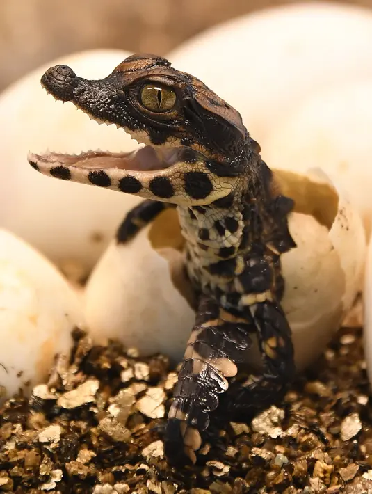 Seekor bayi buaya kerdil Afrika Barat yang baru menetas keluar dari telurnya di taman botani Exotica Planet di Royan, Prancis, Senin (27/8). Buaya kerdil dari Afrika Barat kini masuk dalam daftar spesies terancam punah dunia. (AFP/MEHDI FEDOUACH)