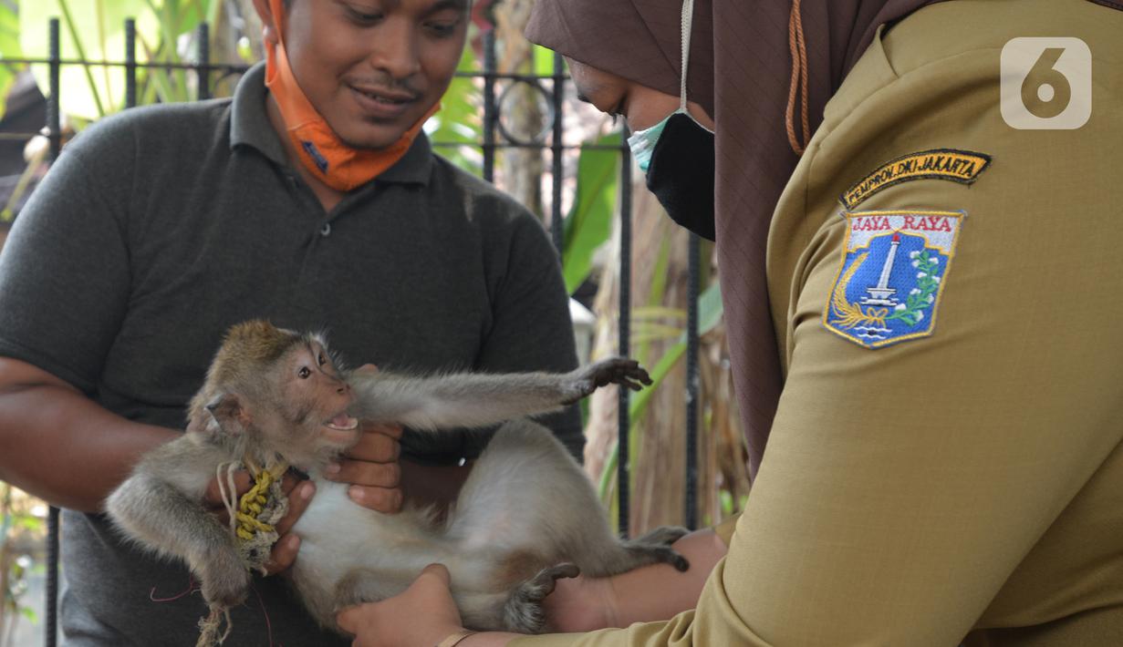 Petugas menyuntikkan vaksin rabies pada seekor monyet peliharaan warga di kelurahan Bukit Duri, Jakarta, Selasa (24/8/2021). Dinas Ketahanan Pangan, Kelautan, dan Pertanian (KPKP) memberikan vaksinasi rabies bagi hewan peliharaan warga untuk mengantisipasi penyakit rabies. (merdeka.com/Imam Buhori)
